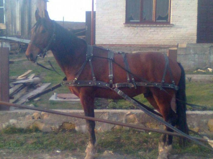 продам кінну упряж (збрую кінну) сідла шкіряні