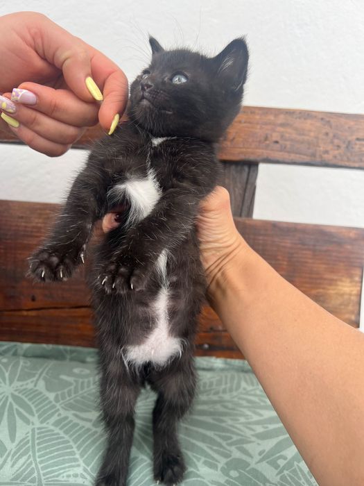 Gatinha para adoção responsável