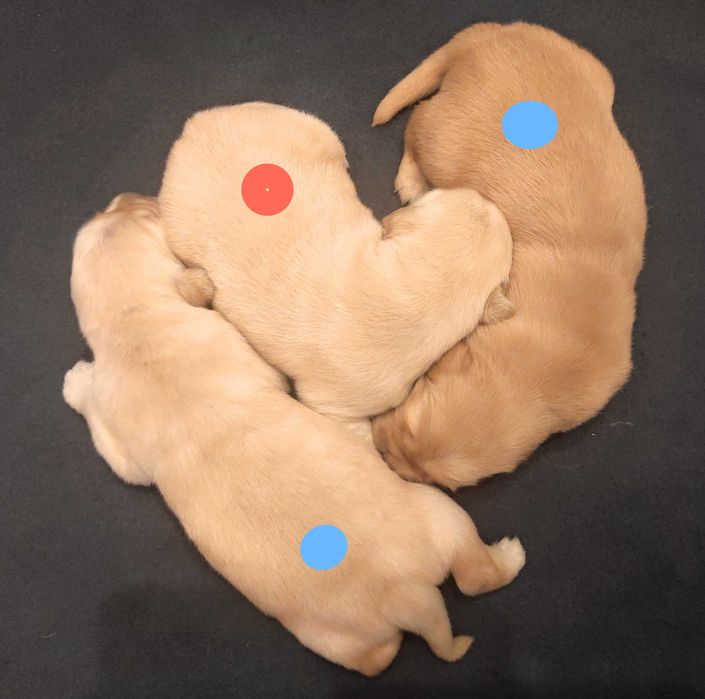 Golden Retriever - jasno złoty chłopiec