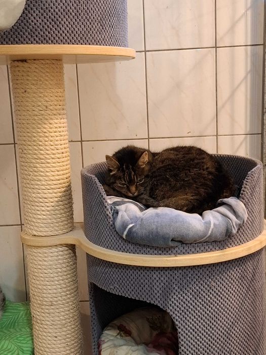 6-letnia Pusia gaśnie w częstochowskim schronisku