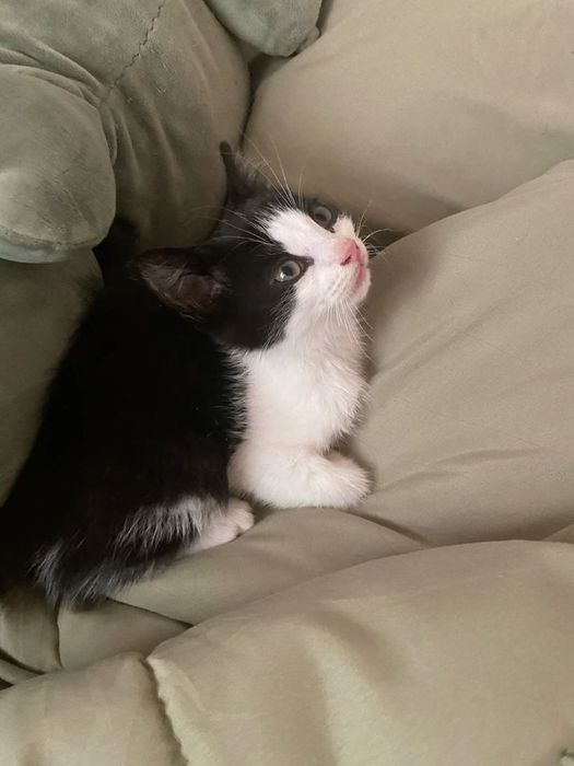 Милый котеночек, девочка