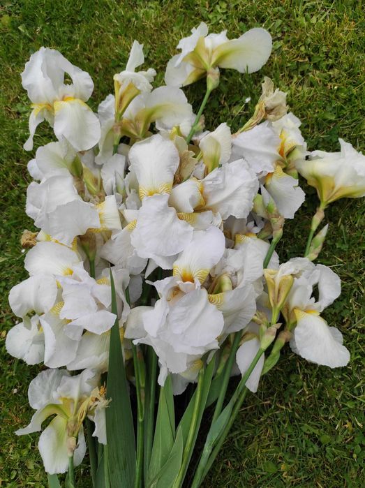 promocja na Irysy pachnące białe