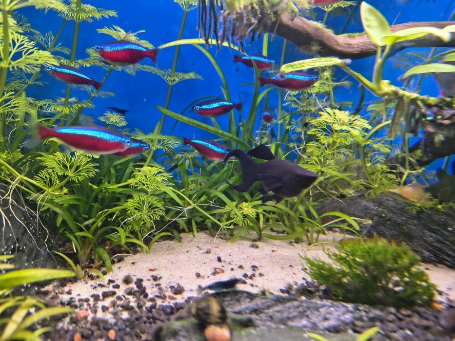 Molinezja księżycowa narybek Black Molly