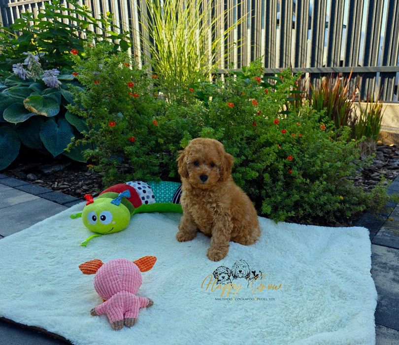 Cockapoo F1B gotowe na zmianę domu