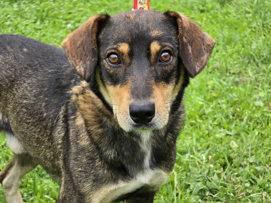 Azor - piesek szuka domu