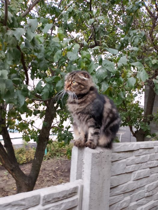 Шотландський прямовухий хлопчик.