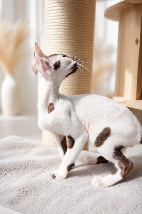 Cornish Rex – kocurek gotowy do odbioru | Rodowód FPL