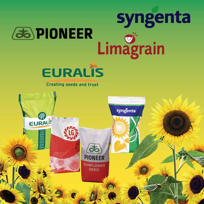 Семена подсолнечника, подсолнуха, посевной материал, насіння соняшнику