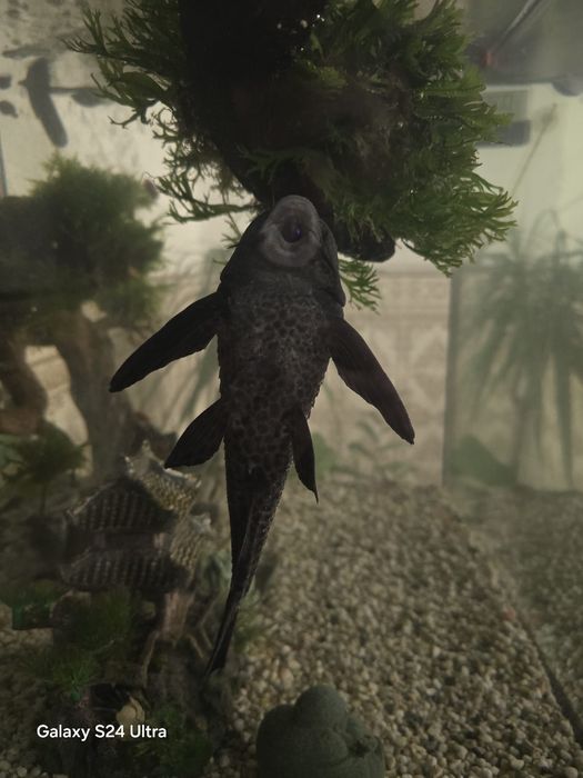 Plecostomus 34cm