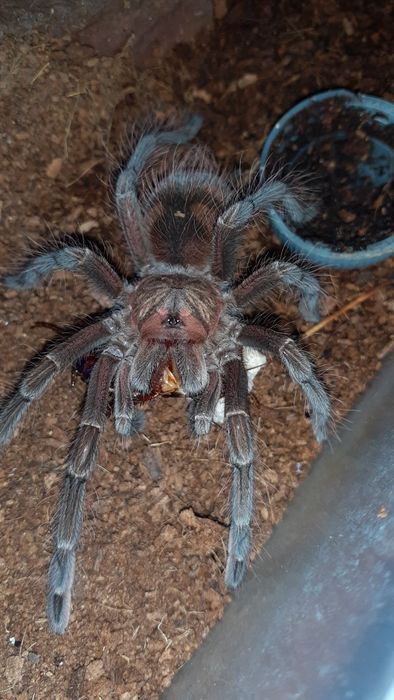 Pamphobeteus sp machala samiec / samica