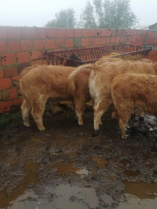 Novilho/Vitelo Limousine Puro Biológico