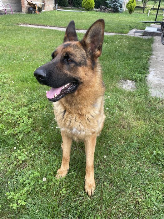 Німецька вівчарка самець під вʼязку