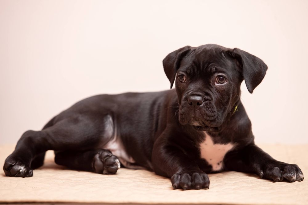 Щенки кане-корсо