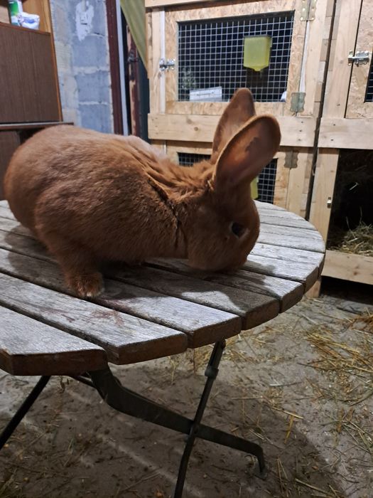 Króliki nowozelandzkie czerwone