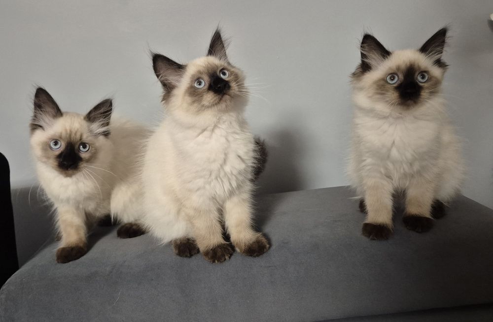 Kocięta Neva Masquarade