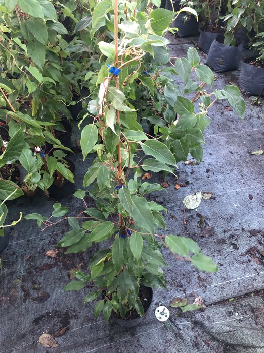 Актинідія ( міні ківі) багато сортів