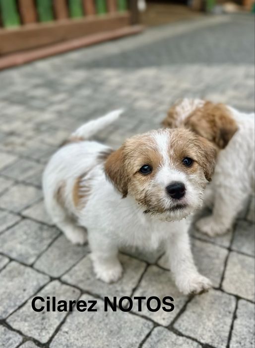 Jack Russell Terrier