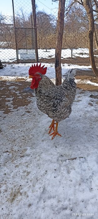 Півень когут Амрокс
