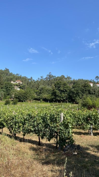 Vinhas Loureiro em Produção