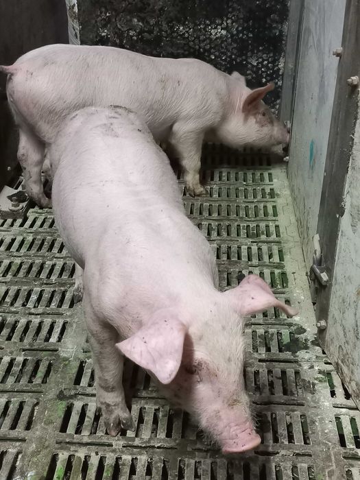 Продам поросята  відлучені