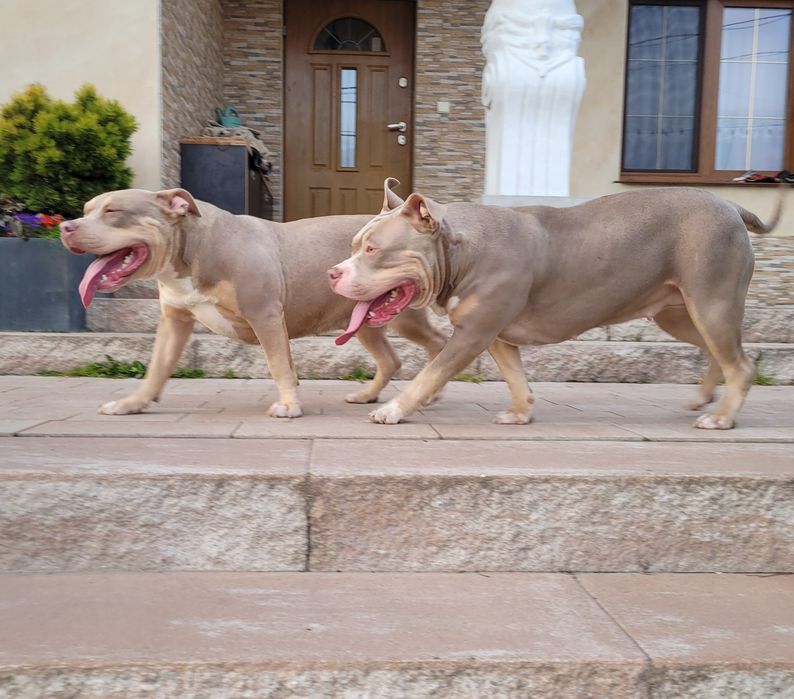 American bully pies dorosly  liliac tricolor grubej kosci