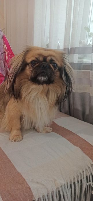 Пекінес  для в'язки.