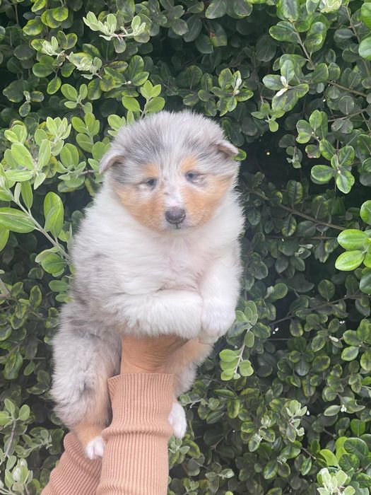 Rough collie exemplar