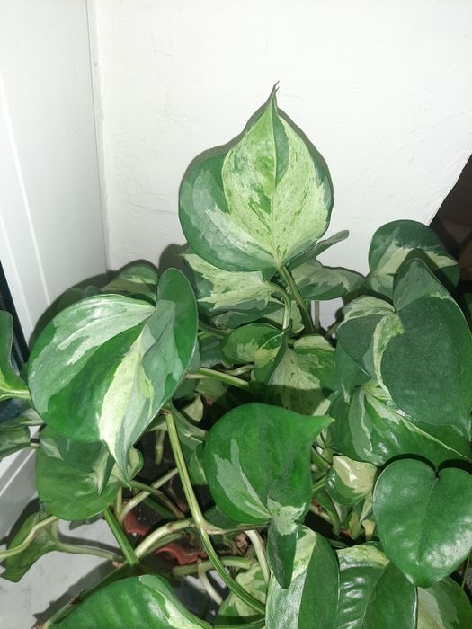 Сциндапсуси епіпремнуми  зріз 20грн монстера Манкі