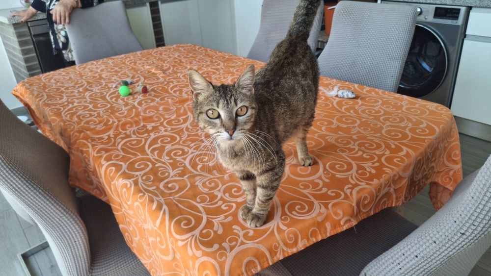 Gatinha adulta para adoção