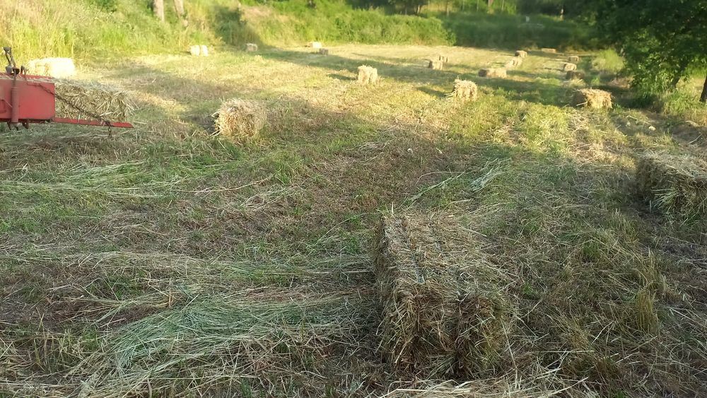 Vende-se palha de azevem deste ano boa qualidade