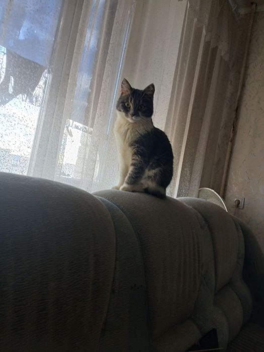 Отдам даром кошку
