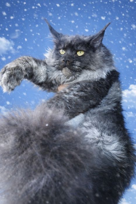 Чёрный дым Мейн-кун