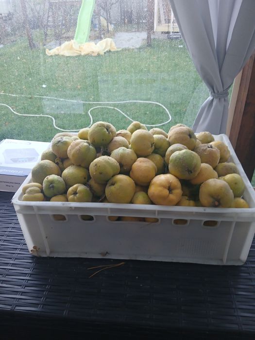 Pigwa  jabkowa owoce