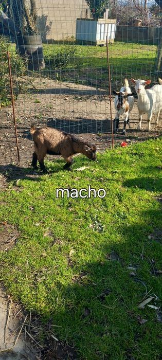 Cabritos micro anas MOCHOS