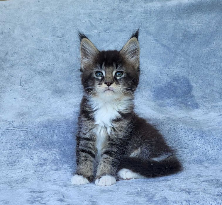 Dziewczynka Maine coon z rodowodem FPL