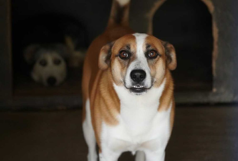 CRUX - duży biało-rudy psiak