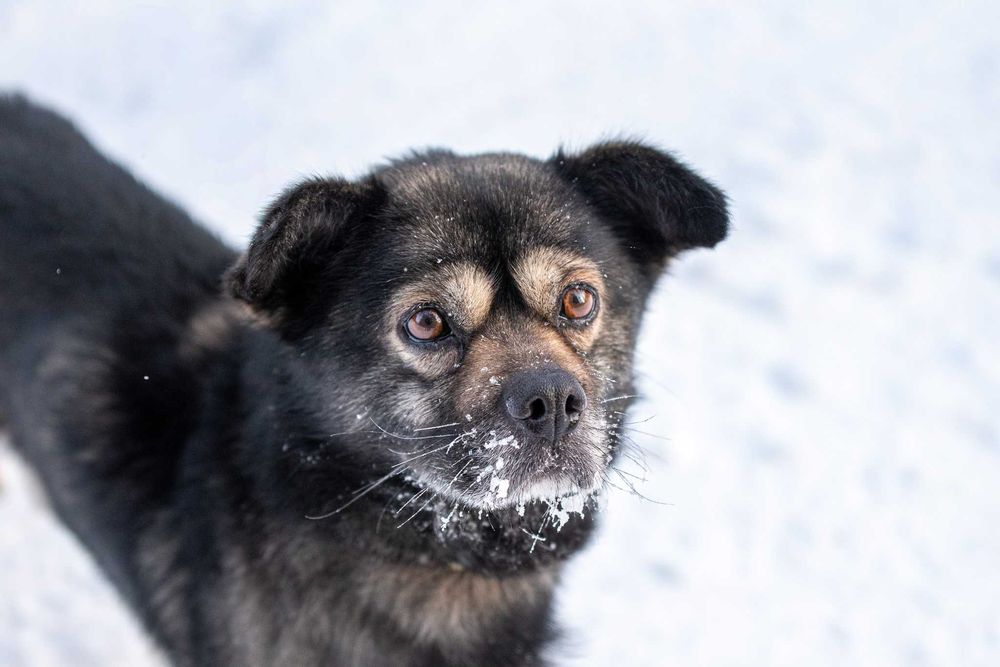 KIMBO - młodziutki, puszysty słodki pyszczek