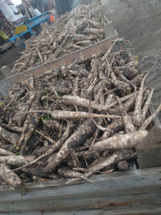 Pietruszka  skrzynia   ładna