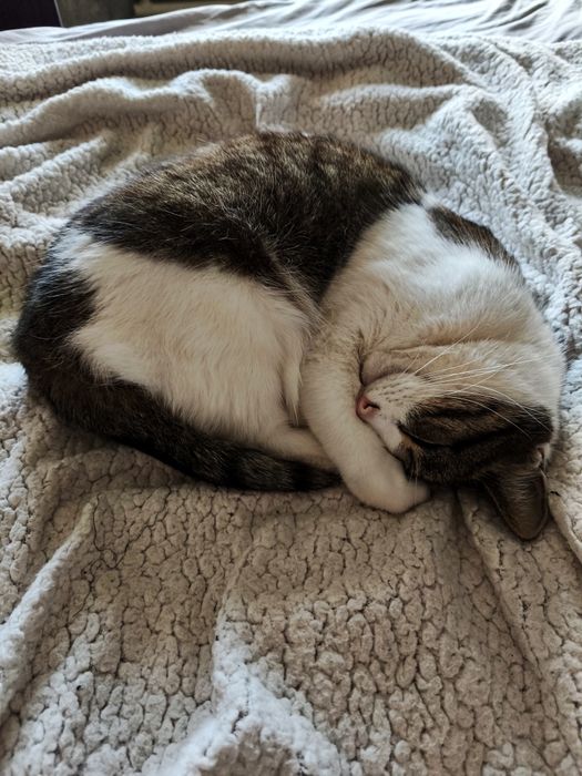 Котик в добрі руки дбайливих людей