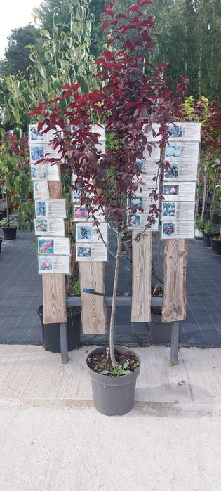 Prunus / Wiśnia / Śliwa "Pissardii"
