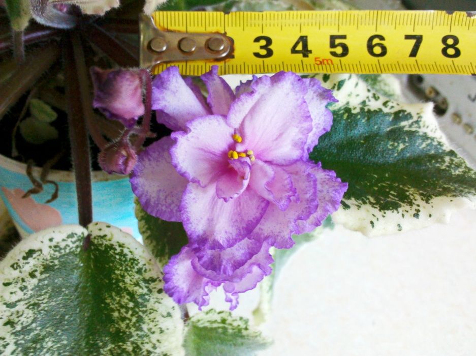 Фиалки цветущие (сенполии)