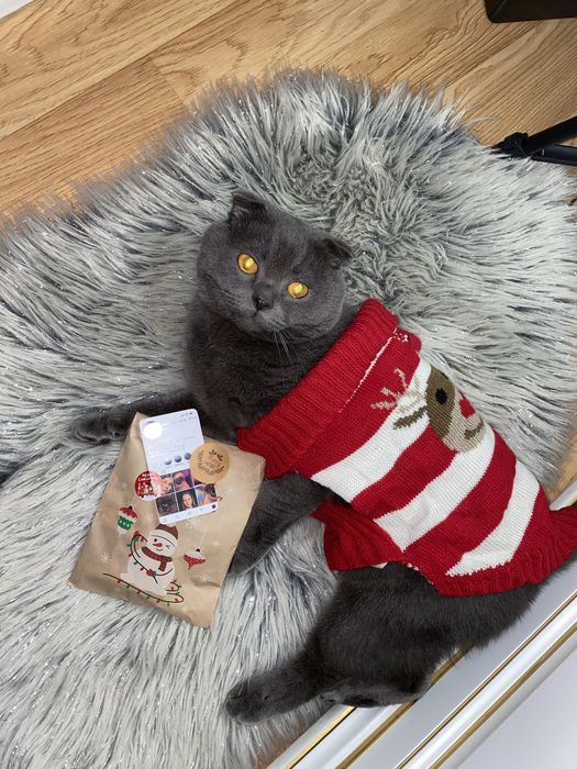 Вязка кота