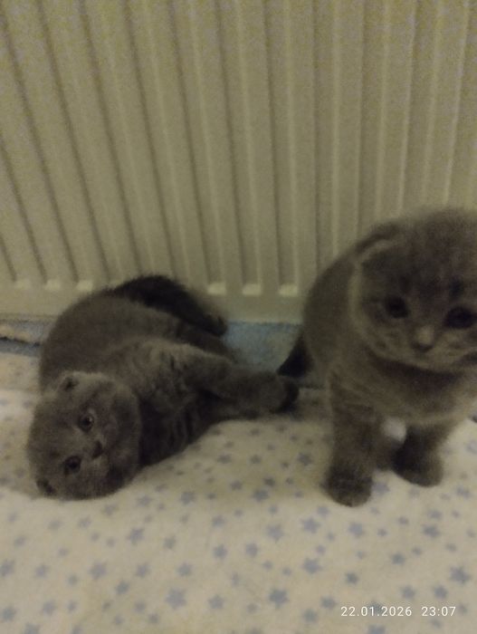Продам Шотландських кошенят