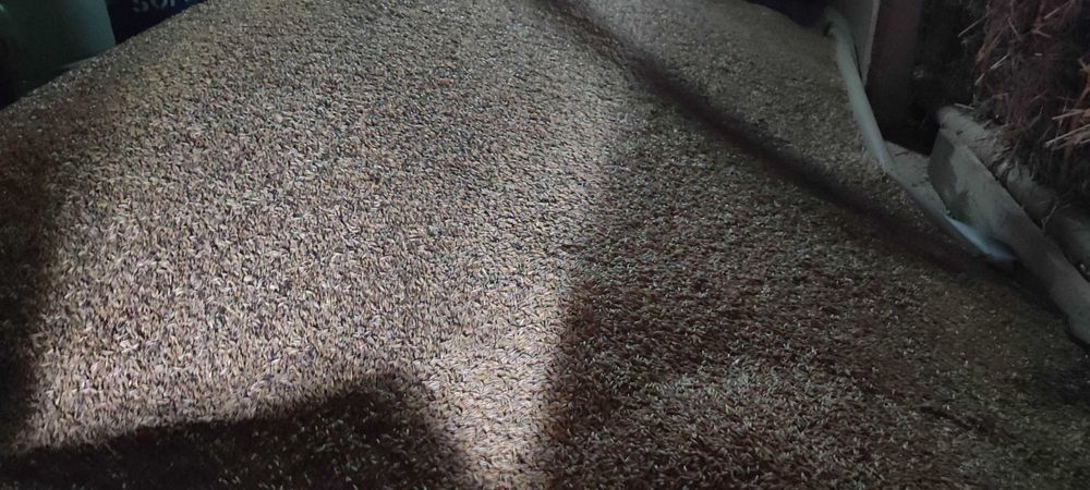 Sprzedam owies – tegoroczny, suchy, workowany