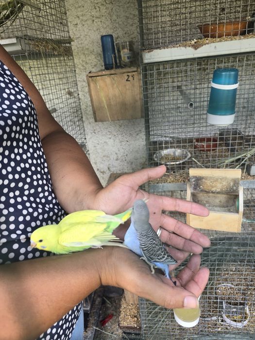 Piriquitos criados a mão