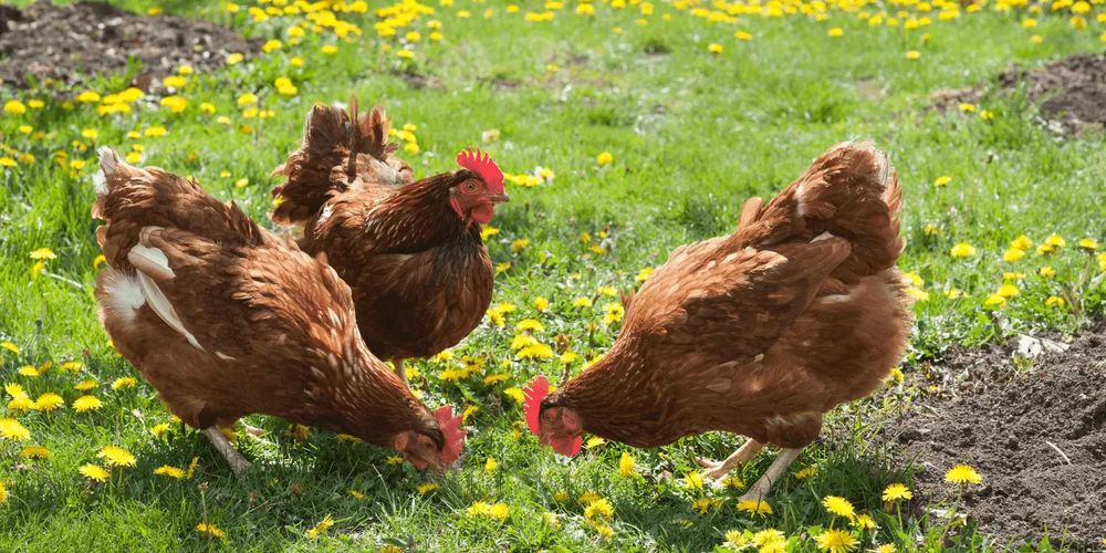 Jajka od kur szczęśliwych