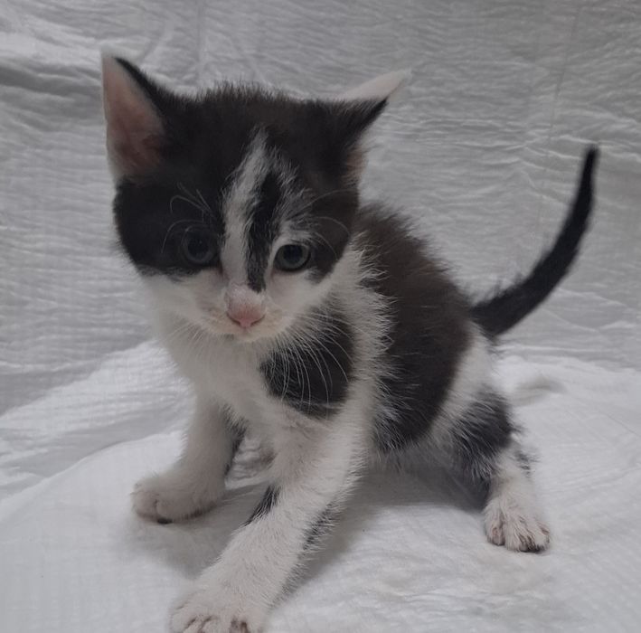 Kotki do oddania w dobre ręce