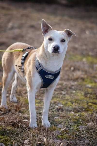 Niewielka łagodna Lila szuka domku