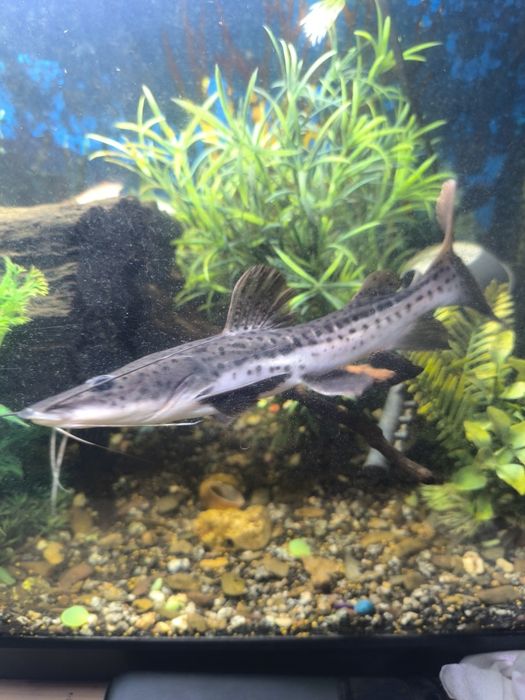 Pintado / Surubim Pintado venda