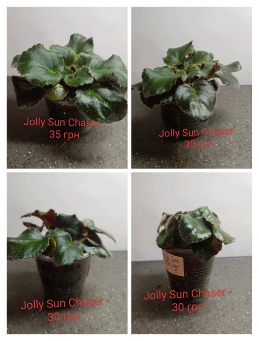 Міні фіалки продаж